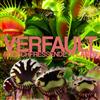 Verfault - Fleischfressende Pflanze