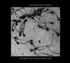 descargar álbum Ten Thousand Miles Of Arteries - Even Spilled Seed Crawls Toward The Womb